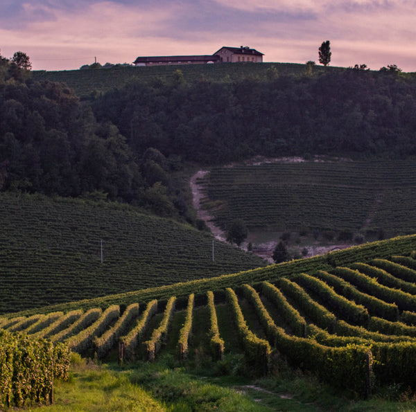 Weingut Prunotto