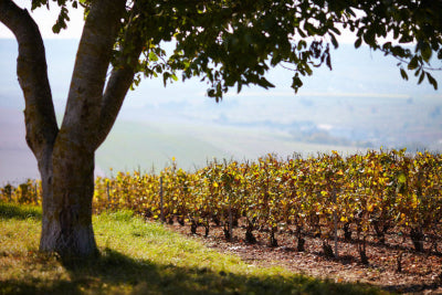 Weingut Pol Roger