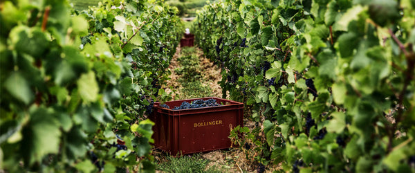 Weingut Bollinger