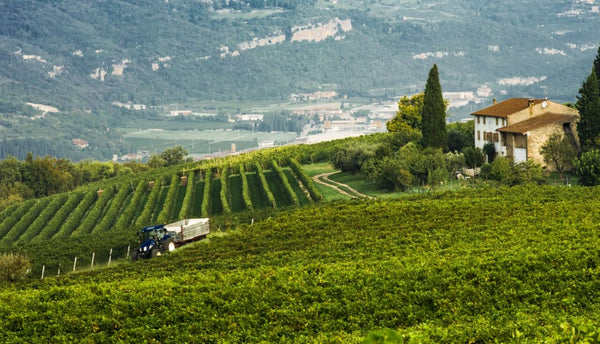 Weingut Montresor