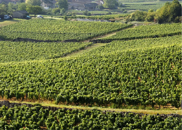 Weingut Château Fuissé