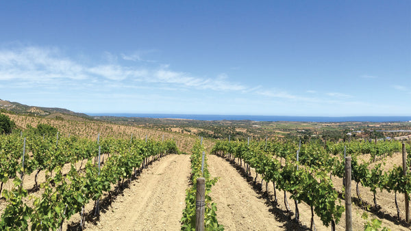 Weingut Ippolito