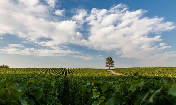 Weingut Ca del Bosco