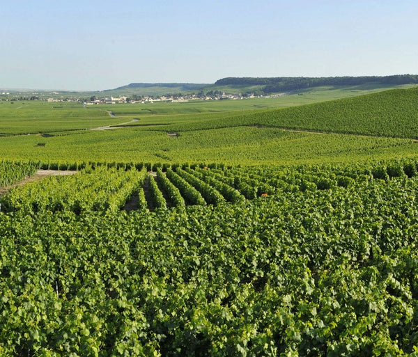 Weingut Baron Edmond de Rothschild