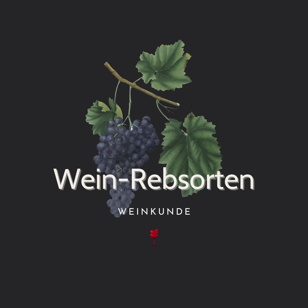 Weinrebe & Sorten