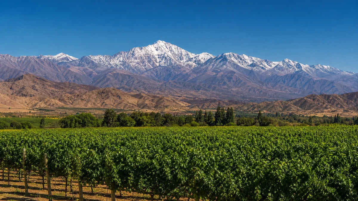 Weine aus Aconcagua Valley