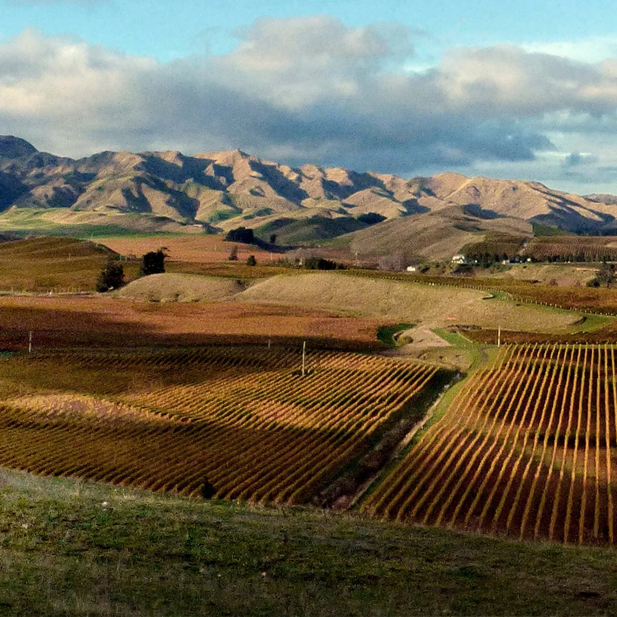Weine aus Marlborough