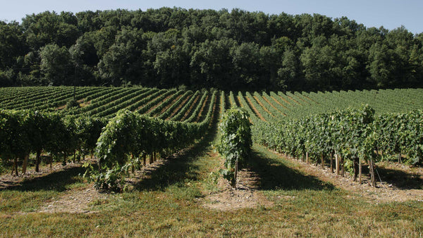 Weingut Domaines Alain Aubert