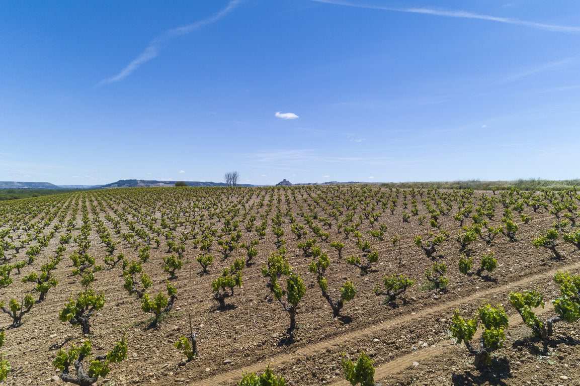Bodegas Aliòn-Vega Sicilia
