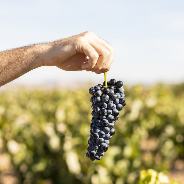 Weingut Bodegas Alión-Vega Sicilia