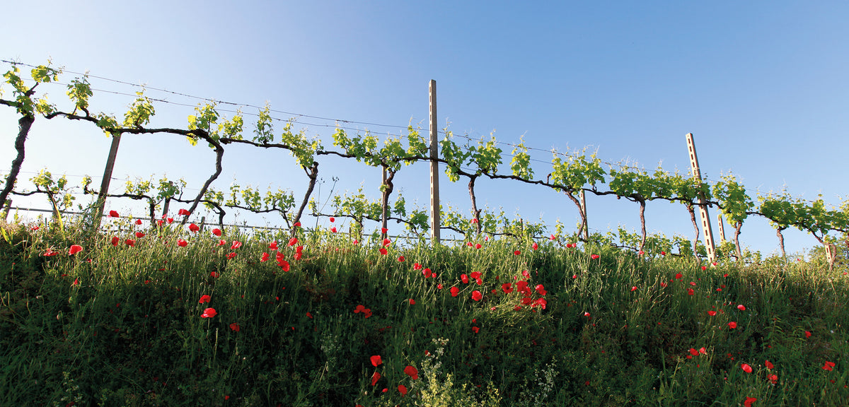 Cantina di Custoza