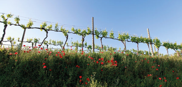 Weingut Cantina di Custoza