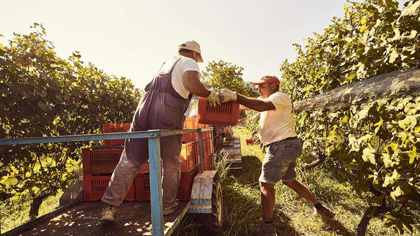 Weingut Ceretto