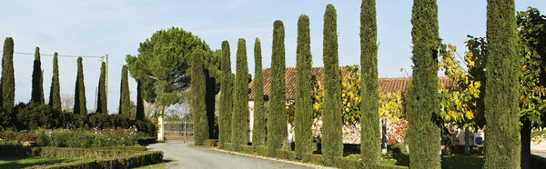 Weingut Fattoria Le Pupille
