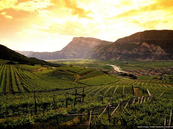 Weingut Ferrari