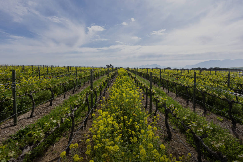 Meerlust Wine Estate