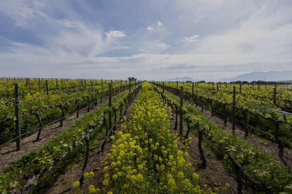 Weingut Meerlust Wine Estate