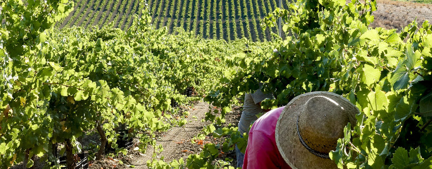 Rallo weingut bei Magnum home & wine