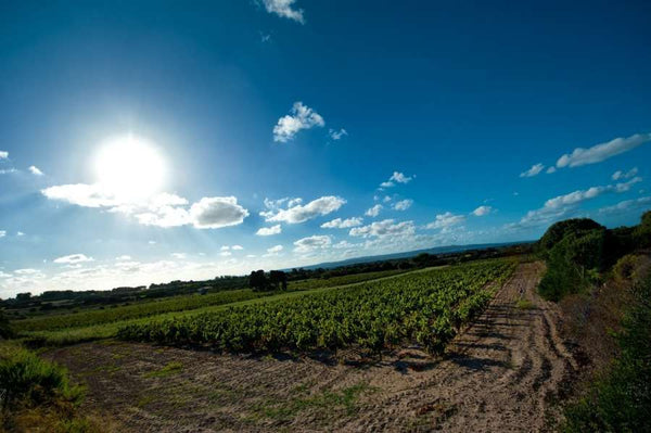 Weingut Sardus Pater