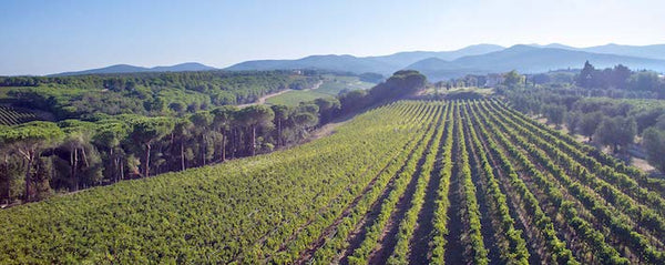 Weingut Tenuta di Biserno