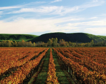 Villa Maria Weingut bei Magnum home & wine