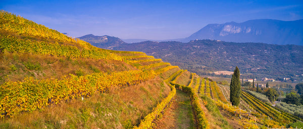 Weingut Monte Zovo
