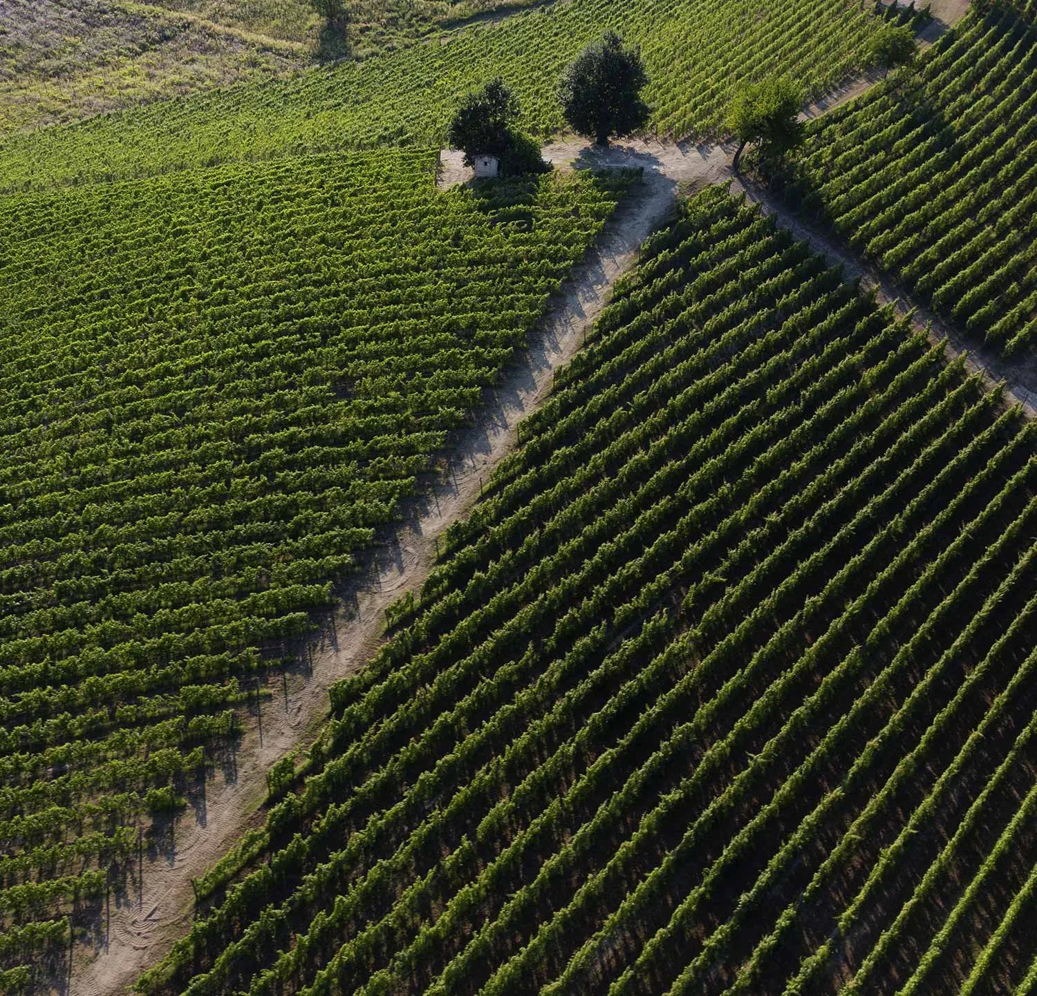 Braida di Giacomo Bologna – Weinberge im Piemont aus der Luft