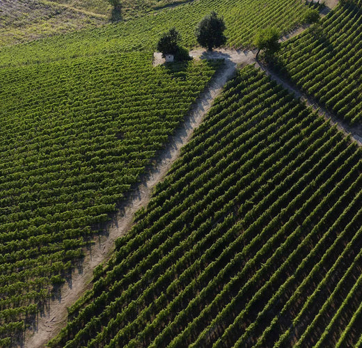 Braida di Giacomo Bologna – Weinberge im Piemont aus der Luft