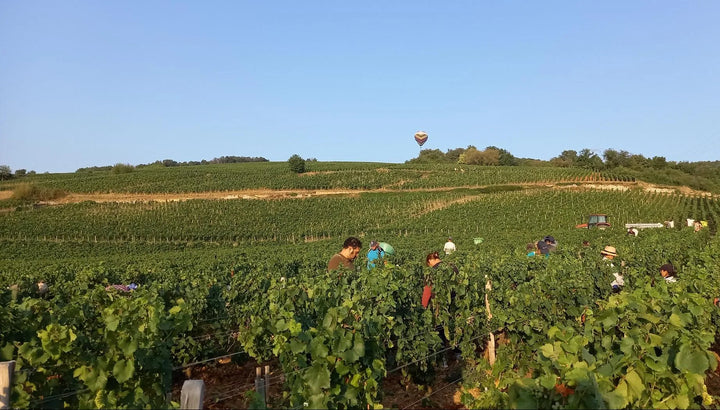 Weinlese in den Weinbergen von Château Fuissé