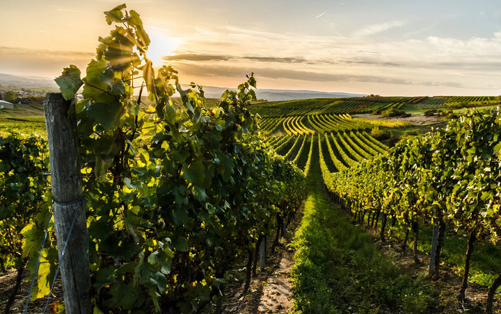 Weinberge von Château Lalande im Médoc