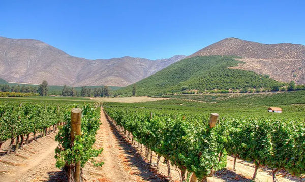 Weingut Errazuriz