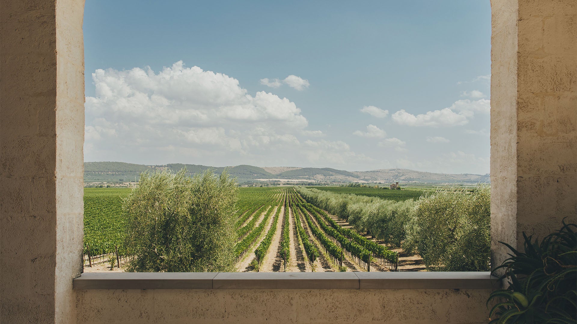 Tenuta Bocca di Lupo