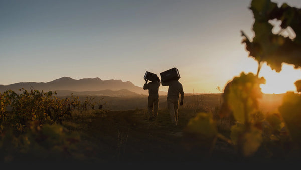 Weingut Bodegas Roda