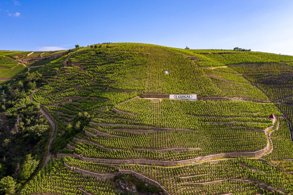 Steile Weinberge von E. Guigal an der nördlichen Rhône