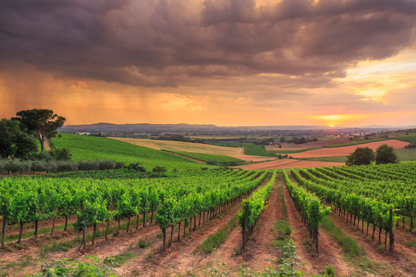 Weingut Poliziano