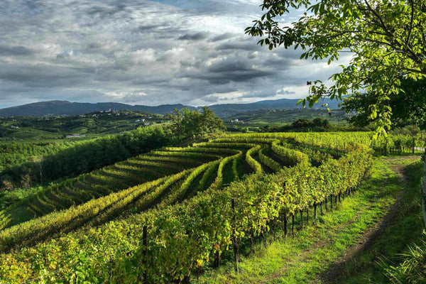 Weingut Marco Felluga