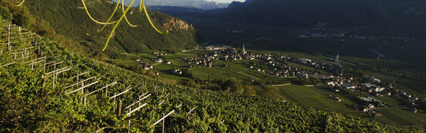 Weingut Kellerei Terlan