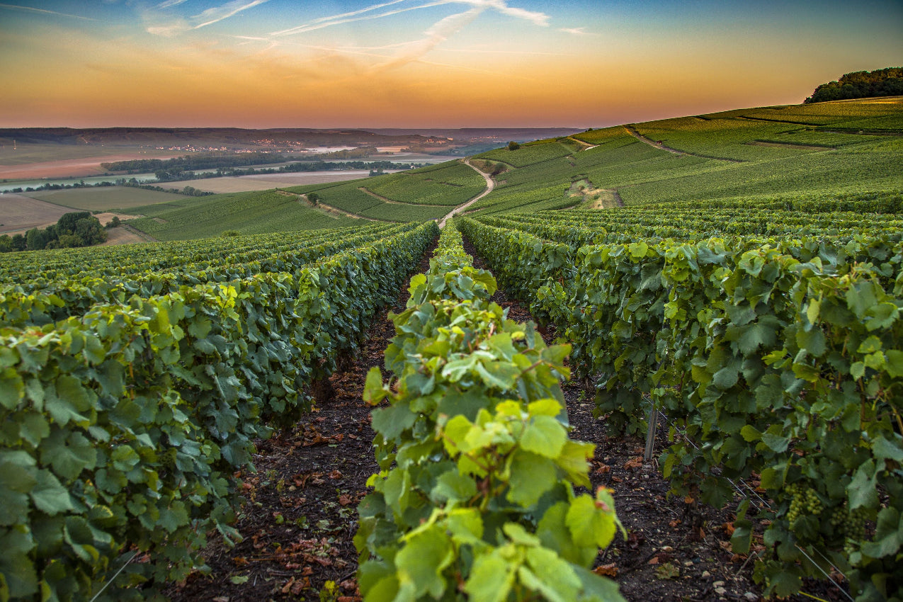 region-champagne bei Magnum home & Wine Collections