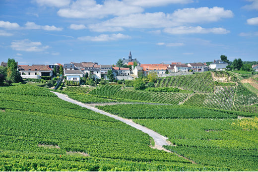 region-champagner Magnum home & wine Collections