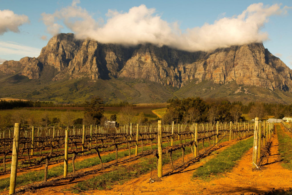 Region Südafrica bei Magnum home&wine Collctions