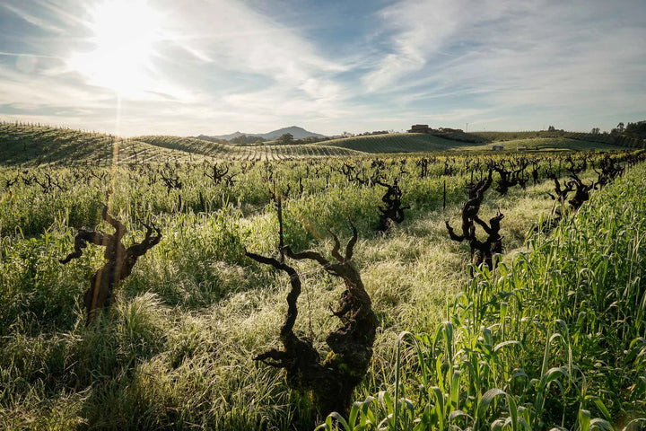 Alte Reben im Weinberg Lytton Springs von Ridge Vineyards