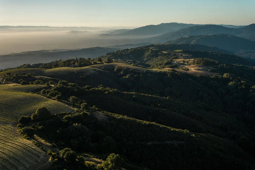 Monte-Bello-Weinberge von Ridge Vineyards in Kalifornien