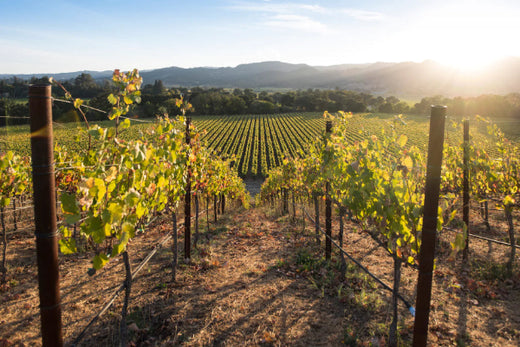 robert mondavi bei magnum collections