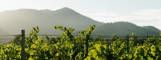 To Kalon Vineyard von Schrader Cellars im Napa Valley