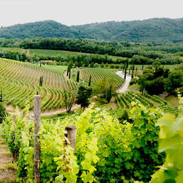 Weingut Jermann
