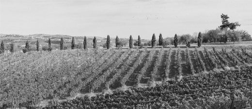 Villa Medoro – Weinberge in den Abruzzen mit Zypressen