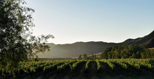 Weingut Arendsig