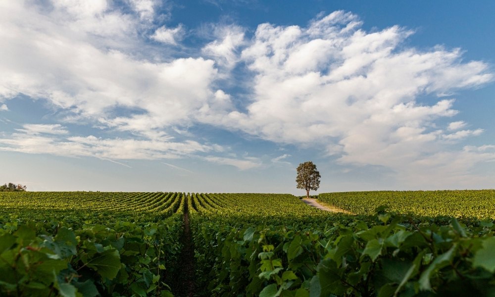 Ca del Bosco